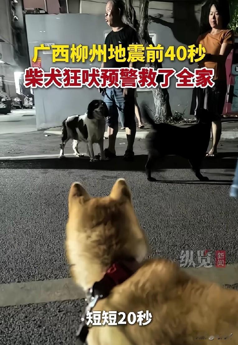 狗到关键时刻能救命！

据大河报消息：广西柳州5.2级地震中，一农户家中养的柴犬