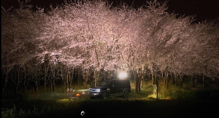 #春天新能源车的专属浪漫#桃李春风一杯酒，夜色樱花有孤灯。这一对儿父女是真的懂浪