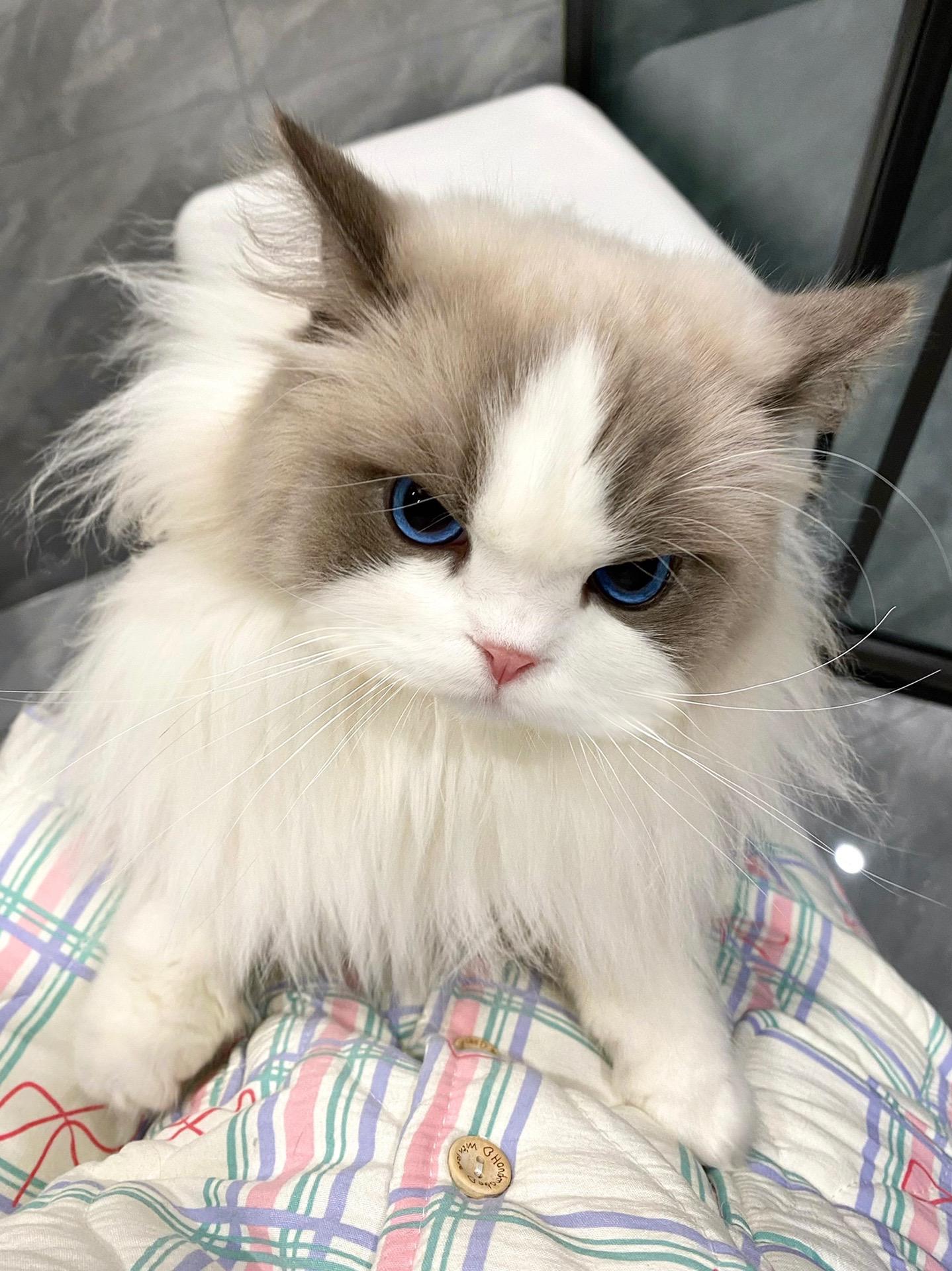 人、故意不摸小猫！很坏！每天都要抱着他听着舒缓的音乐才能入睡🥺