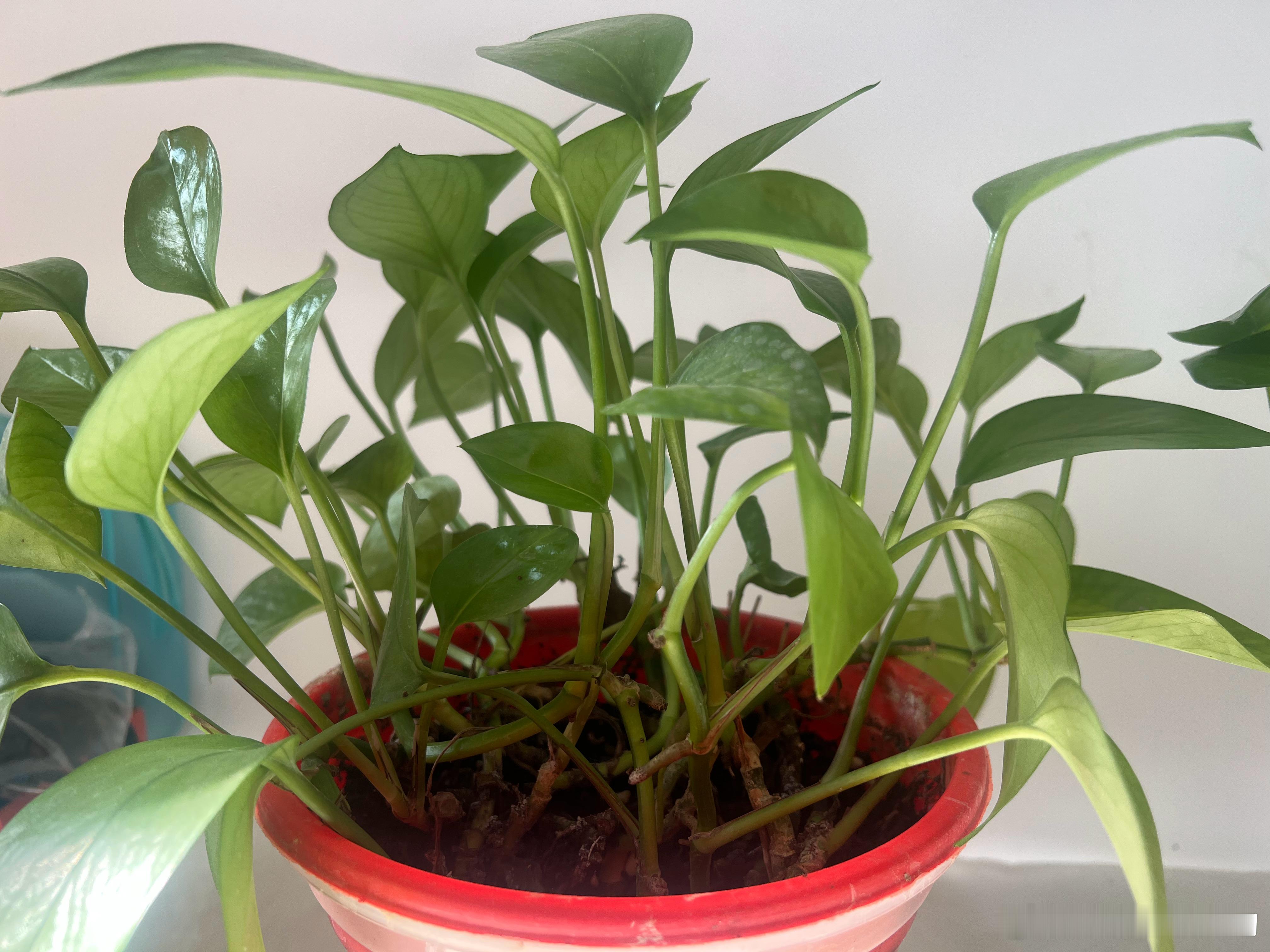 新叶抽芽，青藤漫卷，一盆绿萝便揽尽满室清欢，细碎绿意藏着不张扬的温柔，治愈每一个