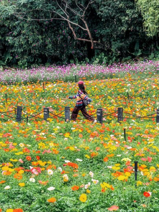 一到春天 广州这条赏花路线便可以封神！