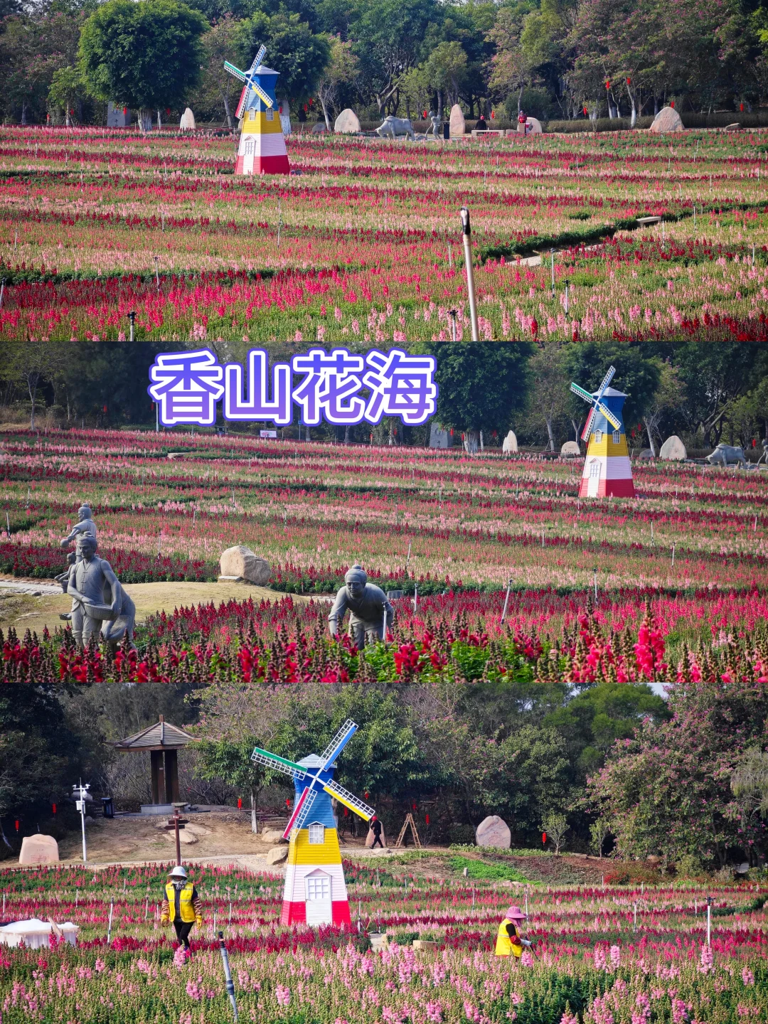 现场直出📸香山金鱼草花海2.4日实拍现状