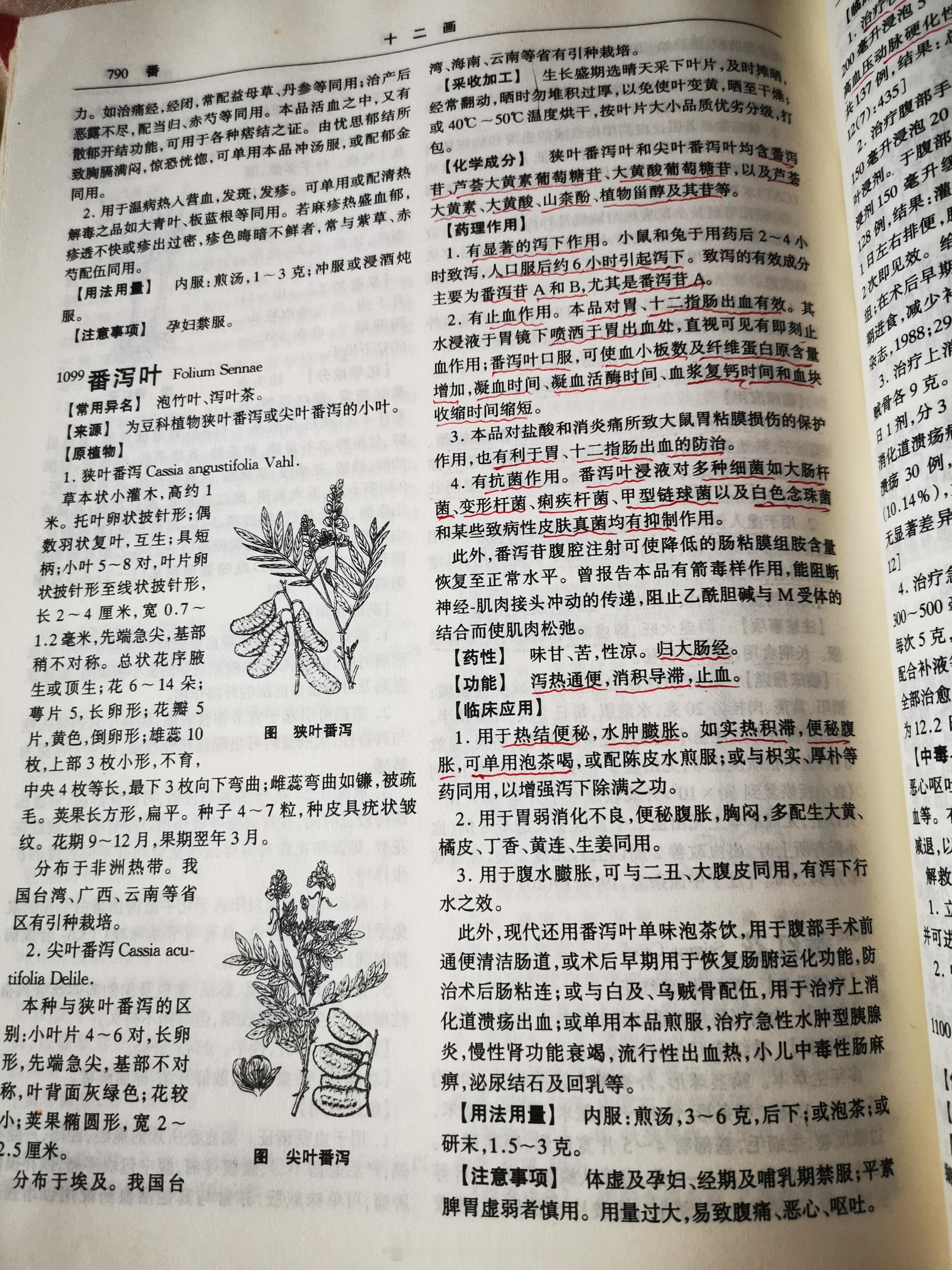 番泻叶以后每天晚上给大家分享一款药​这个是女性lose weight常用药​吃到