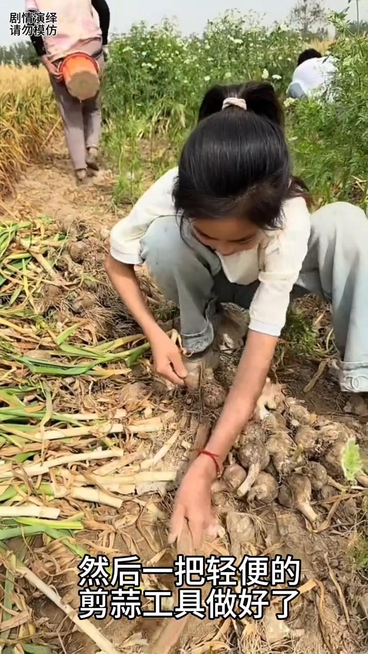 女孩巧妙用镰刀做的剪蒜工具。
家里大蒜要开始收货了，女孩为了帮家里人分担一些，只