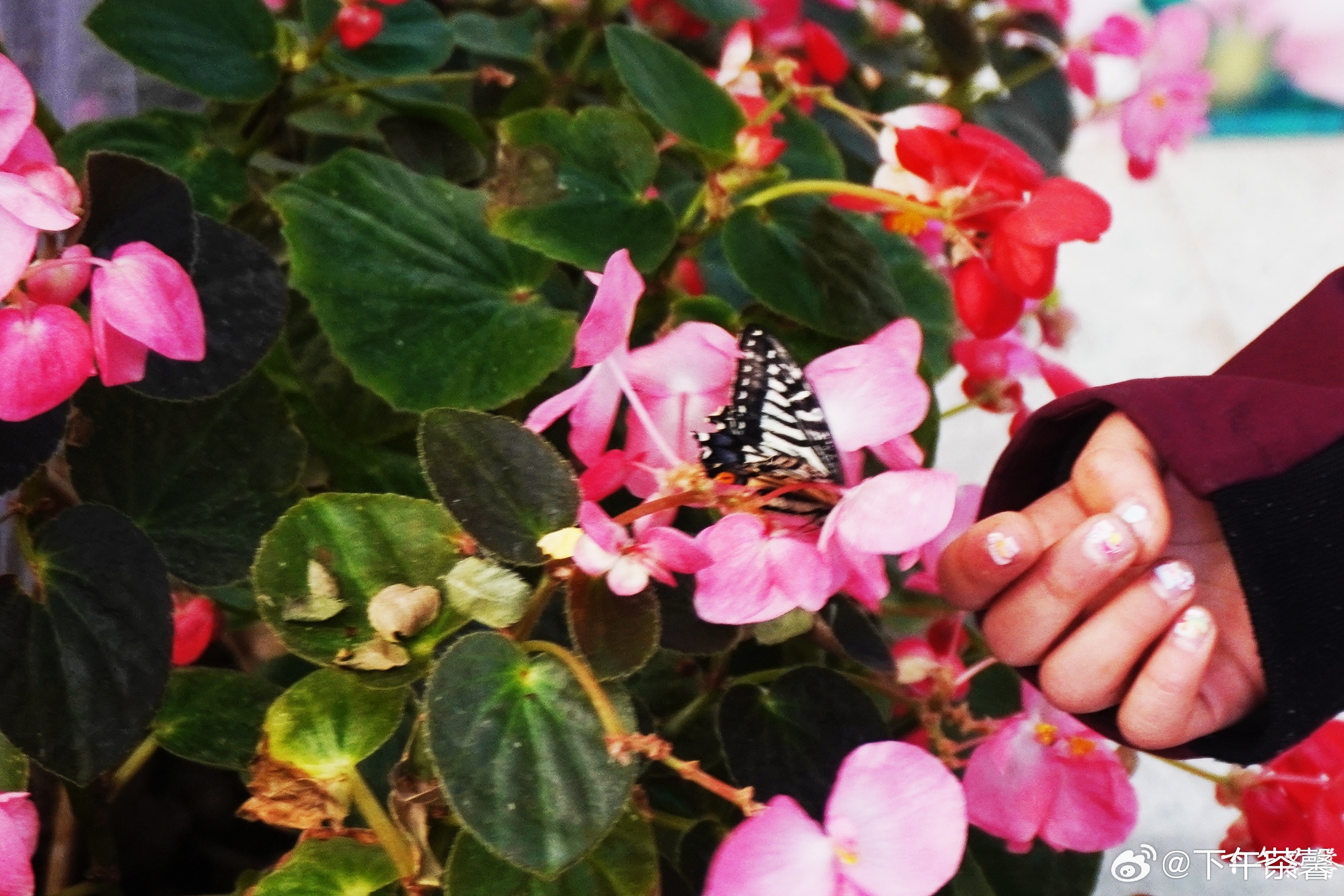【国际鲜花港】🦋昨天天气很好，我们又一次来到顺义国际鲜花港，这次看到蝴蝶大世界