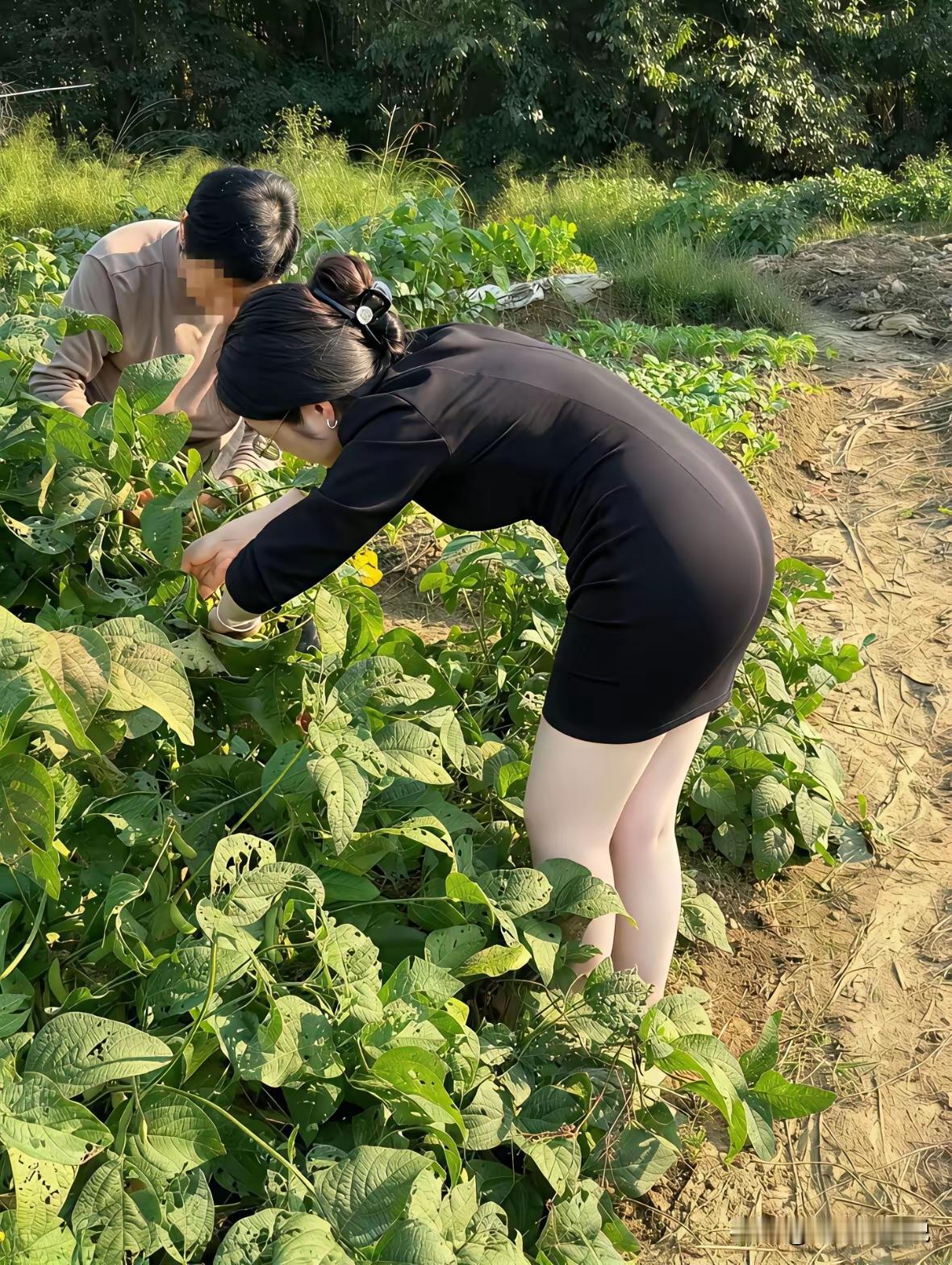 这种地里毛毛虫🐛多吗？