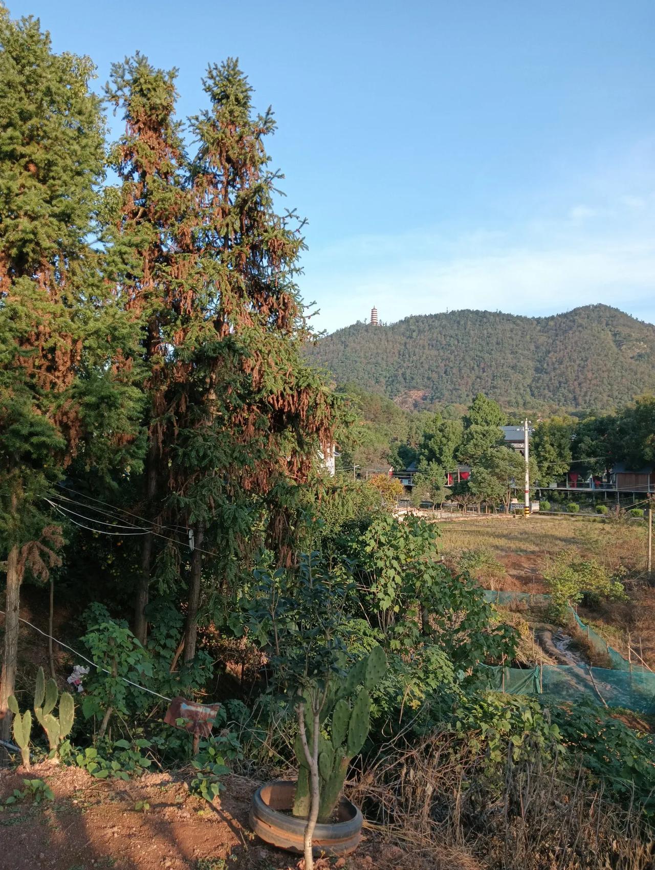 創作疲勞時，推窗近視綠色植被，遙望塔子山，調節視力，減緩疲           