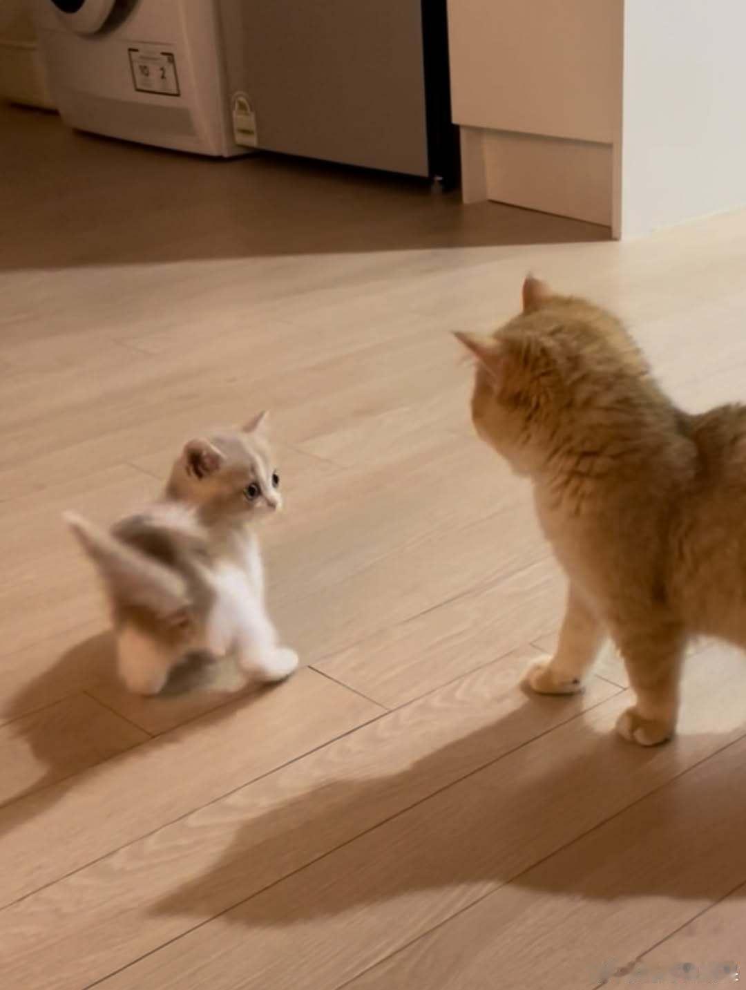 原住民猫欺负小猫咪了..cr：hongcha_83 