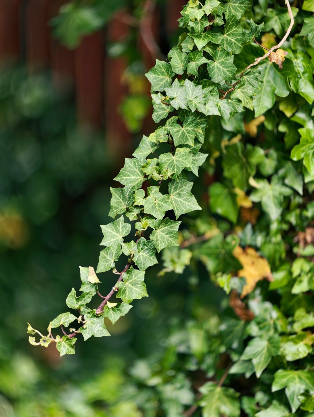 丽江值得反复打卡～这波发完就得换其他主力机了 丽江