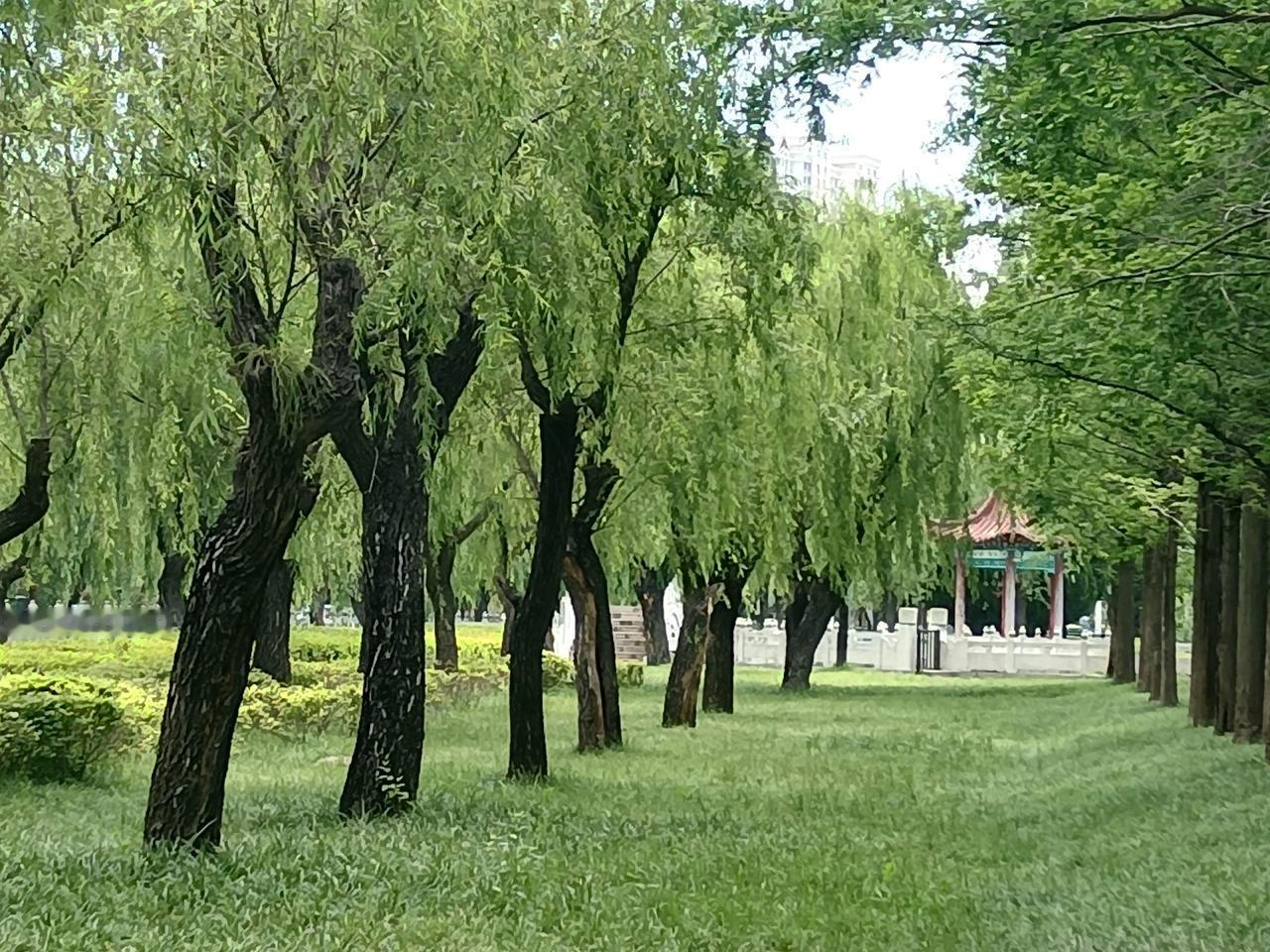 独自漫步在这片林间，身旁垂柳垂落，满目绿意环绕着我。周遭格外安静，只有微风拂过枝