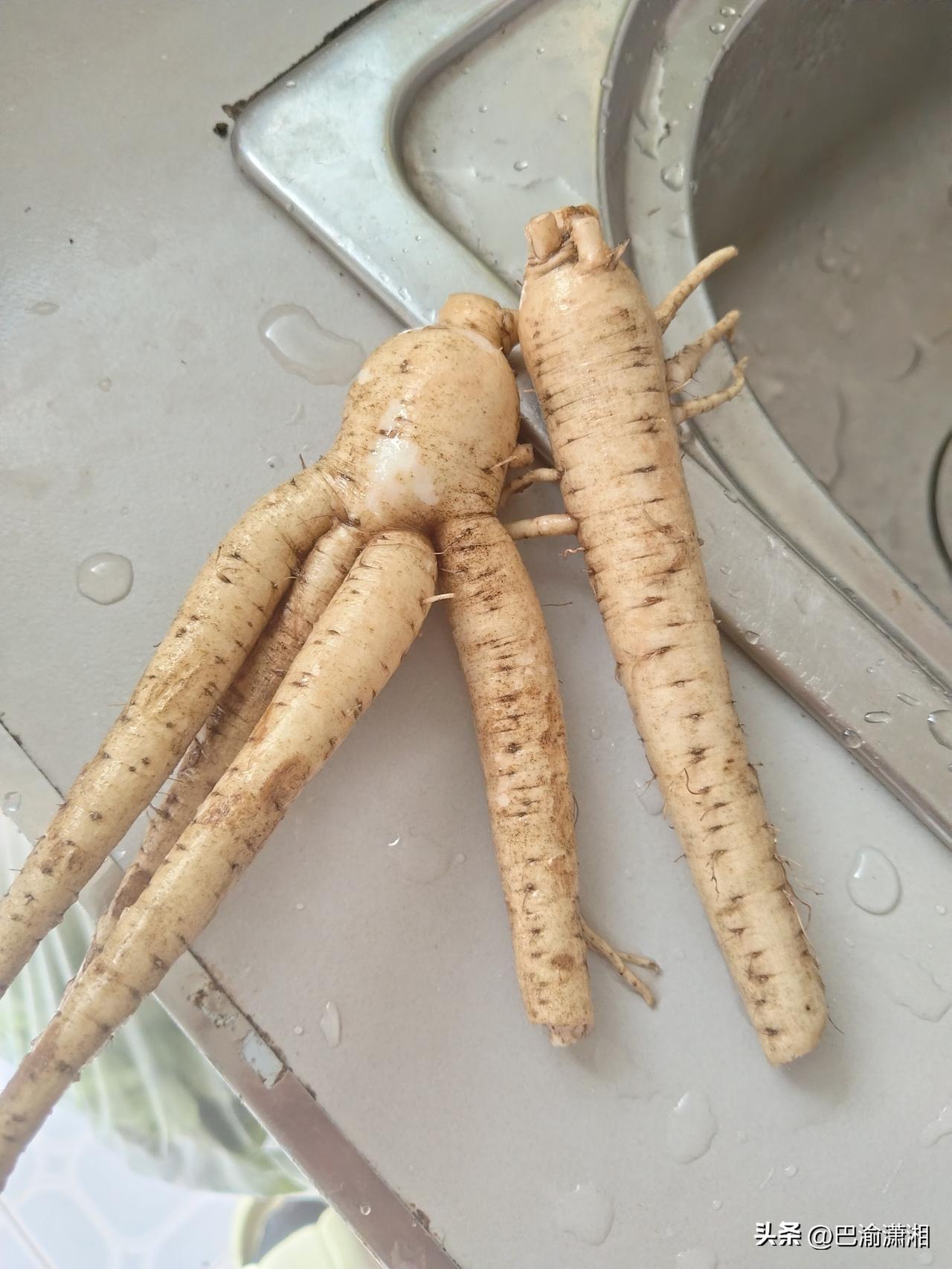 今早逛市场，遇见一个卖人参的老爷爷。
老人在地上摆了一堆人参，旁边背篓里还有不少