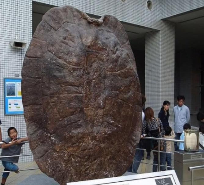 1994年5月，江苏盐城千秋大桥的施工现场，发生了一件让很多工人都惊掉下巴的怪事
