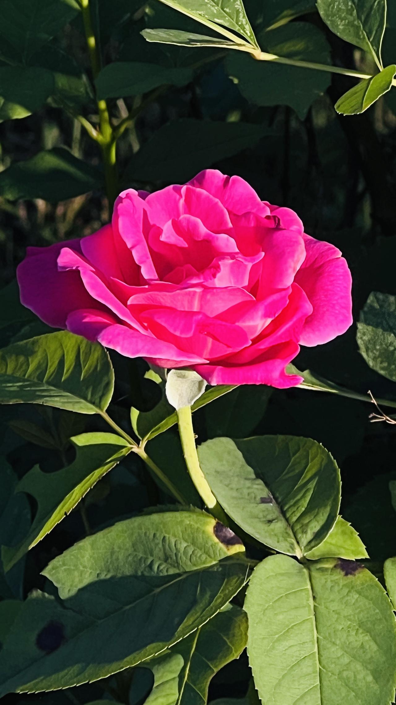 秋季的花园里，粉红色月季花简直就是靓丽担当。我家楼下花园就有一大片，每次路过都忍