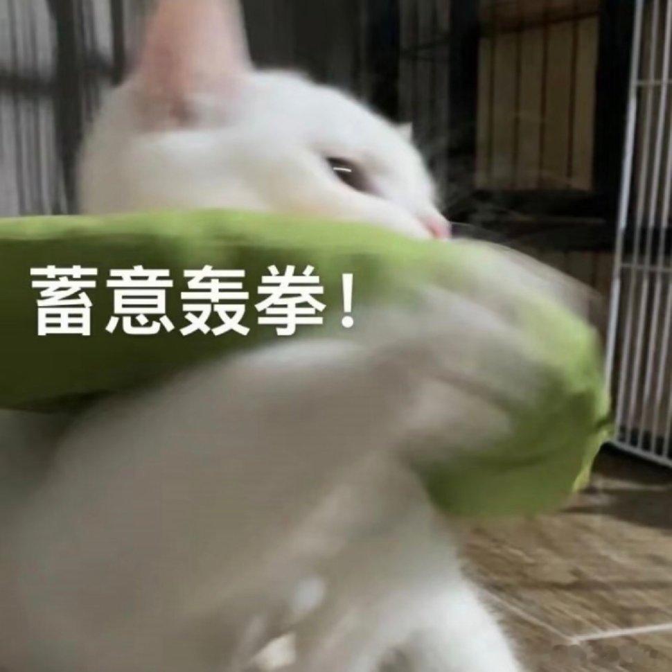 可爱猫咪表情包。 