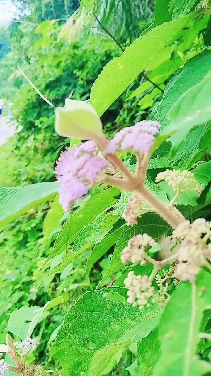 你想家了吗