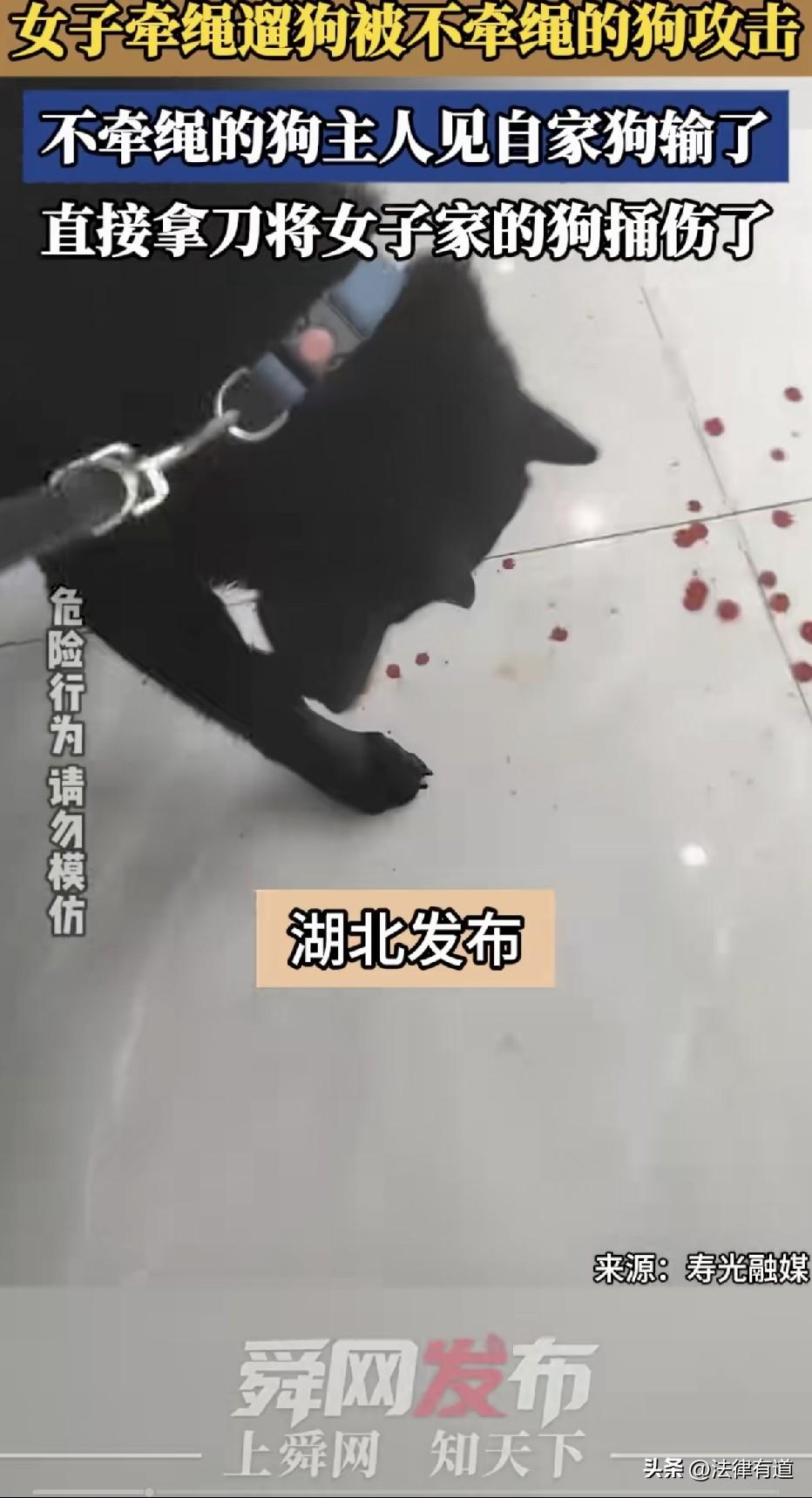 狗子打架输了，主人持刀出气，捅伤对方狗子！

浙江某地，据网络视频及信息，事发于