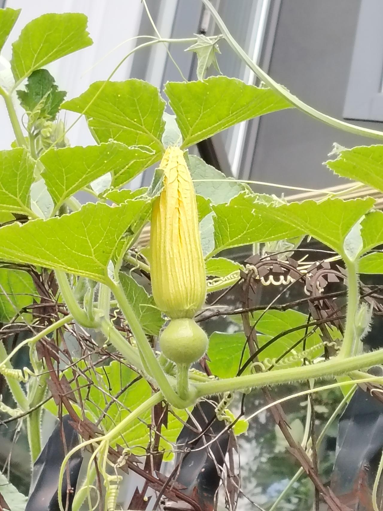 瓜儿盛开美丽的花