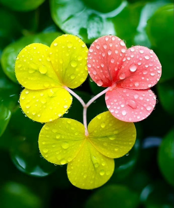 幸运四叶草🍀，每一片叶子都承载着祝福！ ​​​