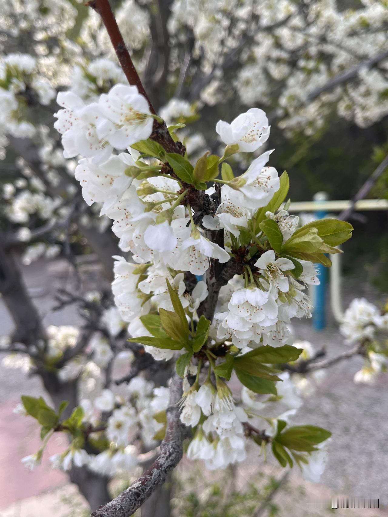 穿过悠悠岁月
在春日的美景里驻足
轻轻吟唱生命的热爱
枝头绿叶成荫
花朵尽情绽放