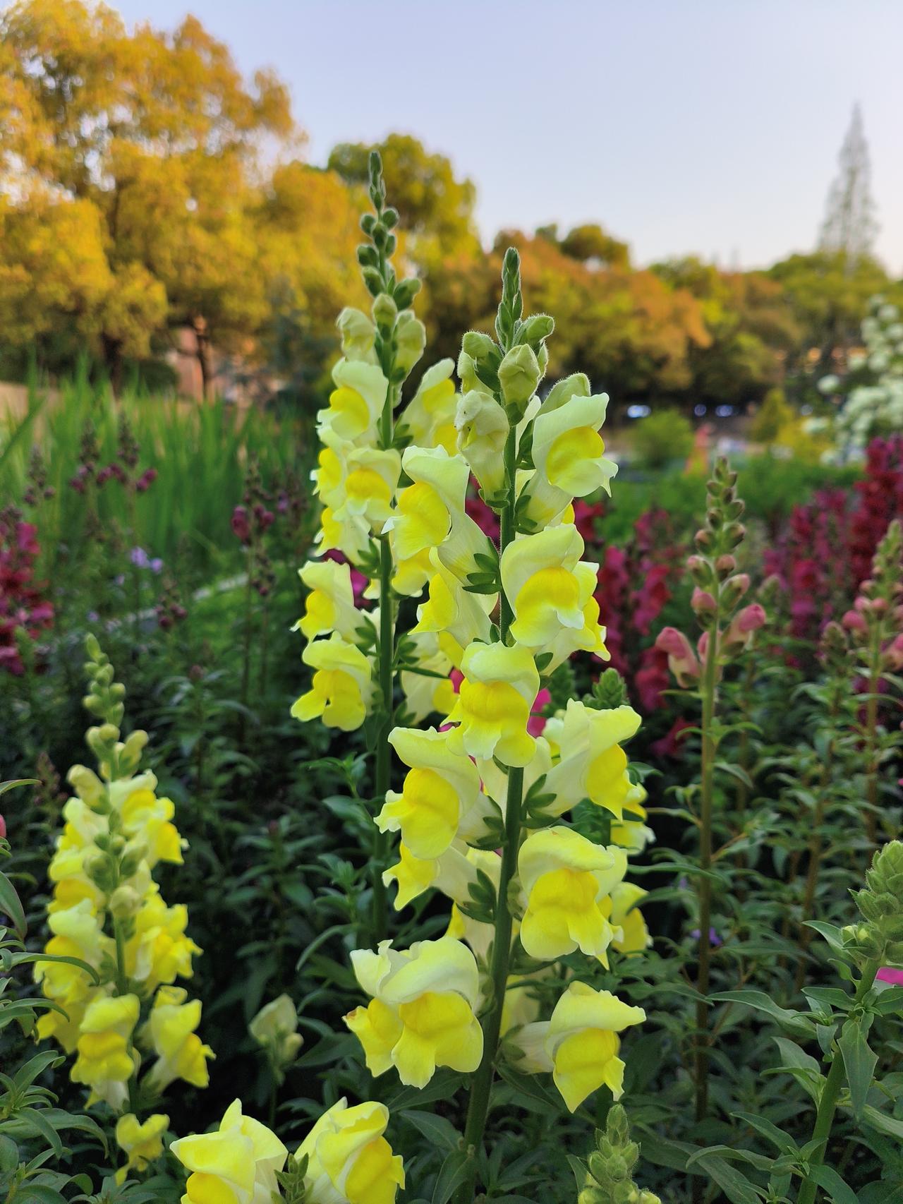 金鱼草🌿白色海棠
紫藤花🌸紫荆花🌸
还有晚樱…话说同济校园内
今年这个小花