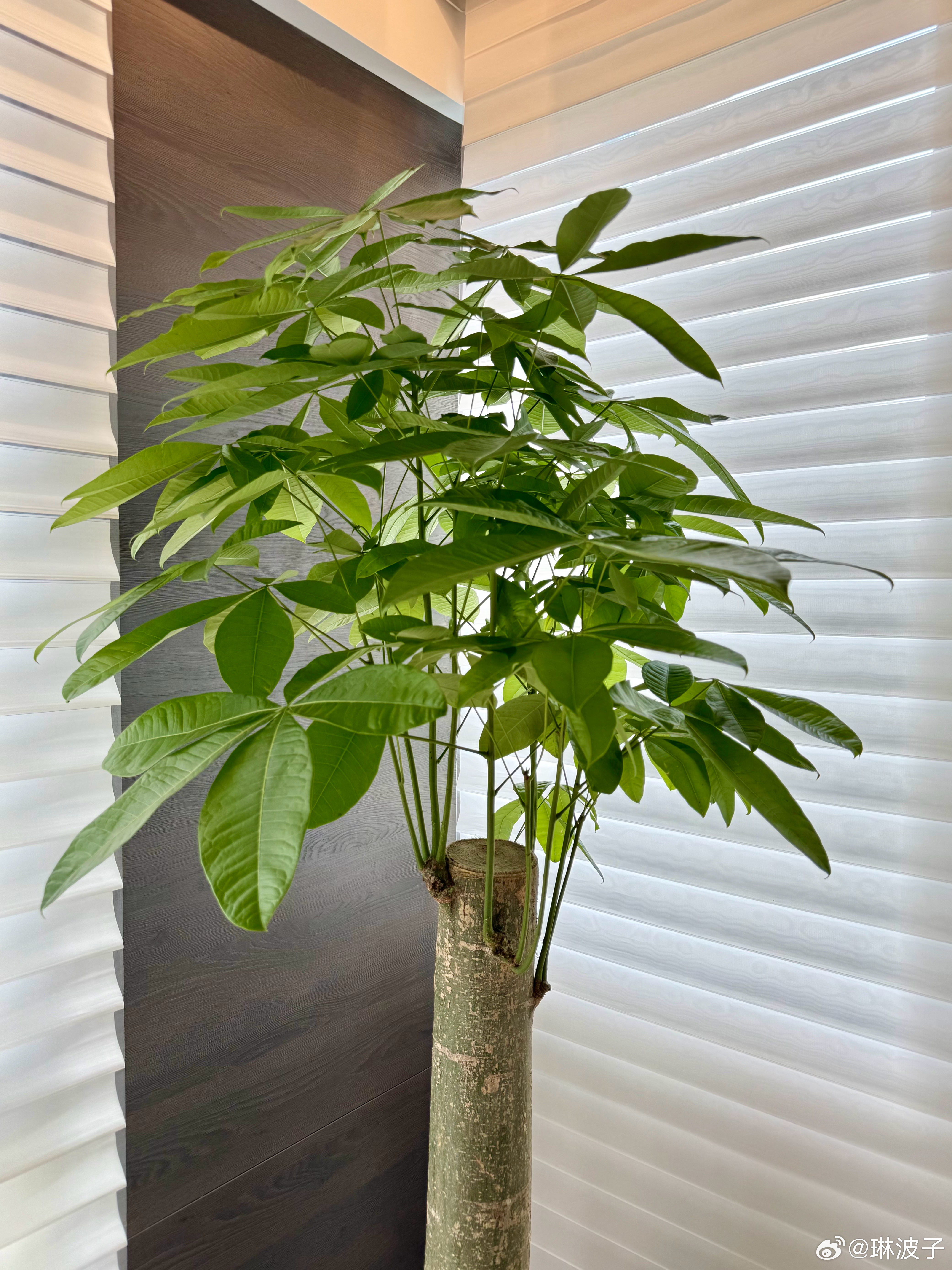 🍃 