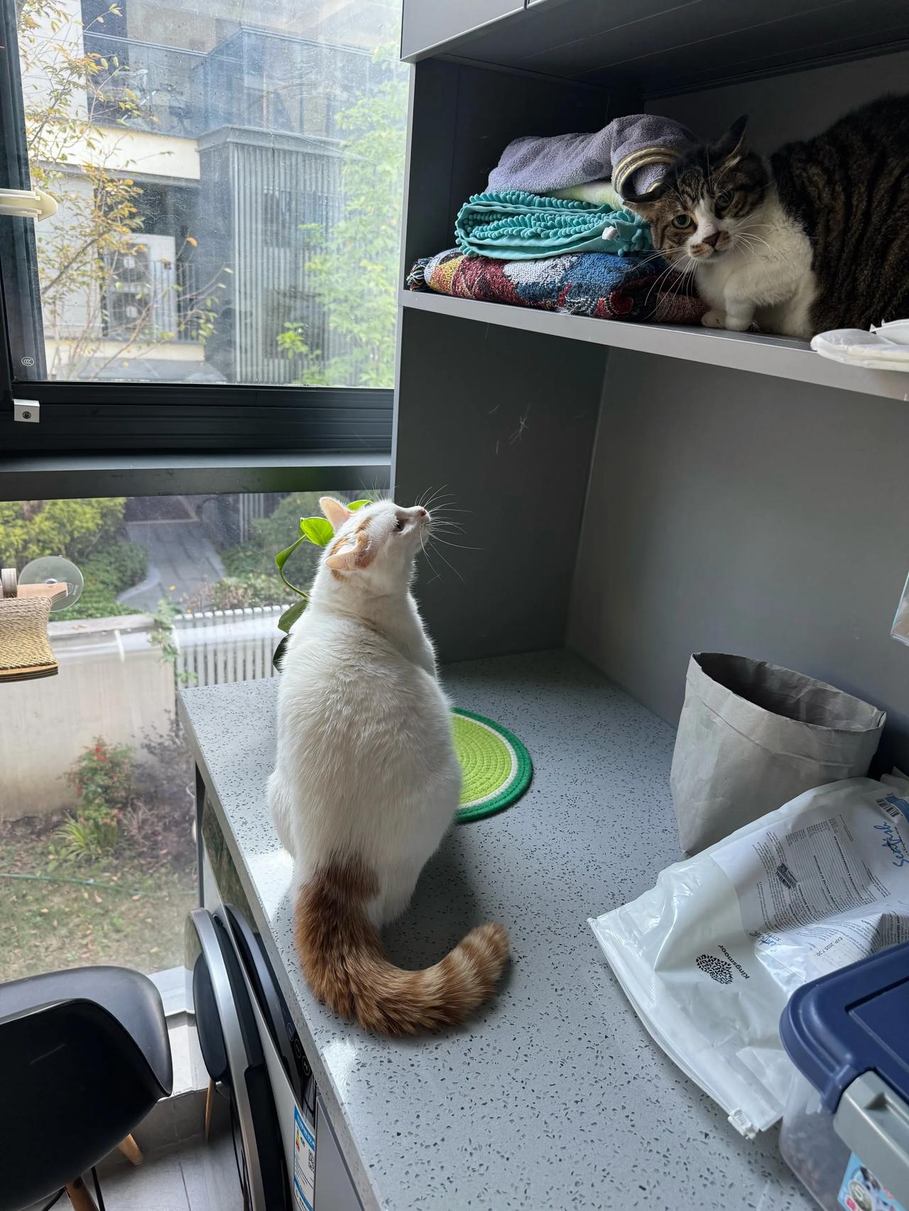 雅子飘了，只好撵出去了！
#猫咪# #萌宠#