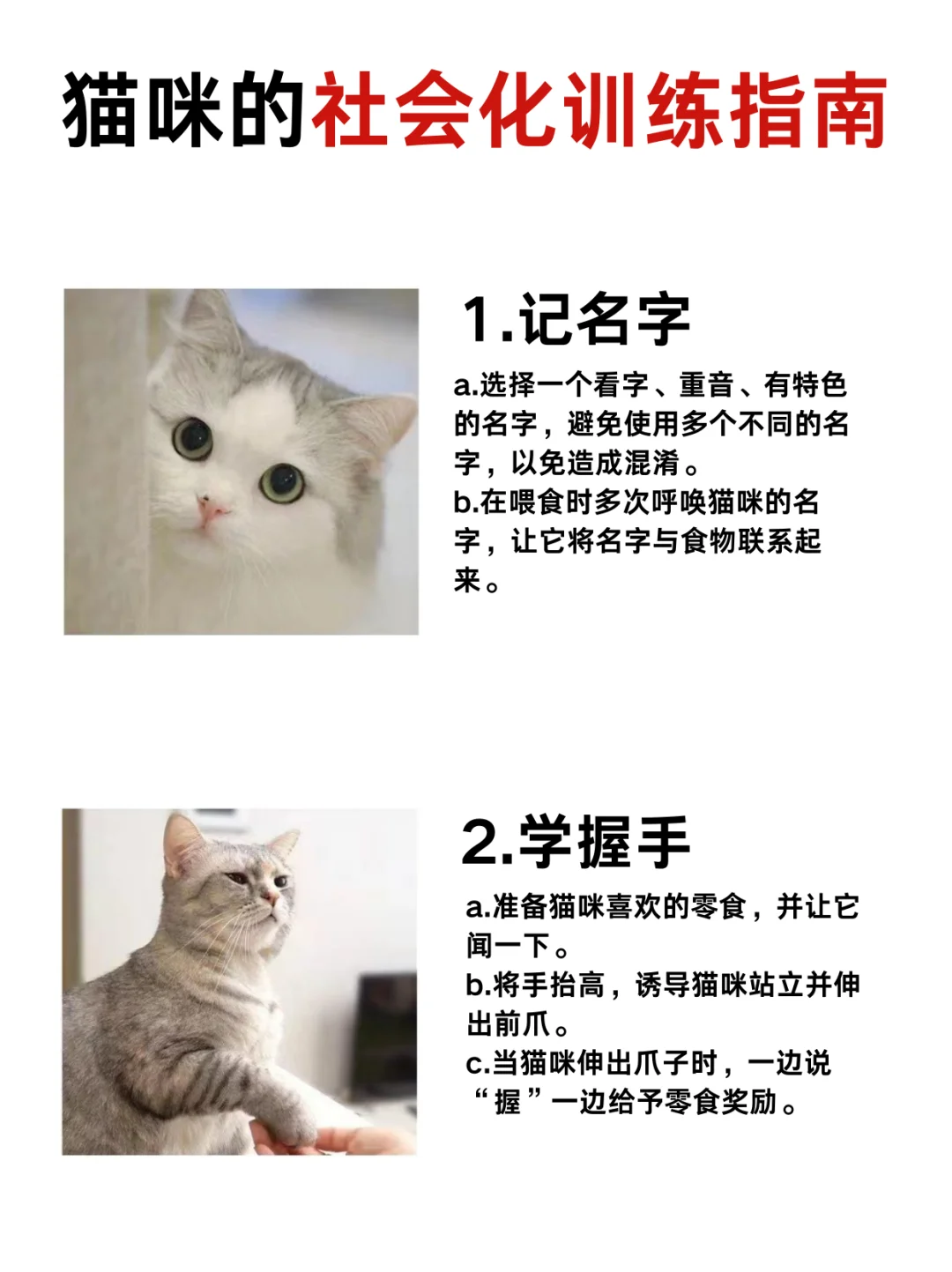 🐱猫咪社会化训练指南来啦！😺