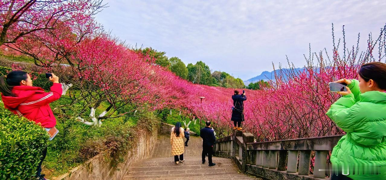 早春二月，万州区太白岩山顶公园，红梅花儿竞相怒放，婀娜多姿，满山遍野红艳艳的，扑