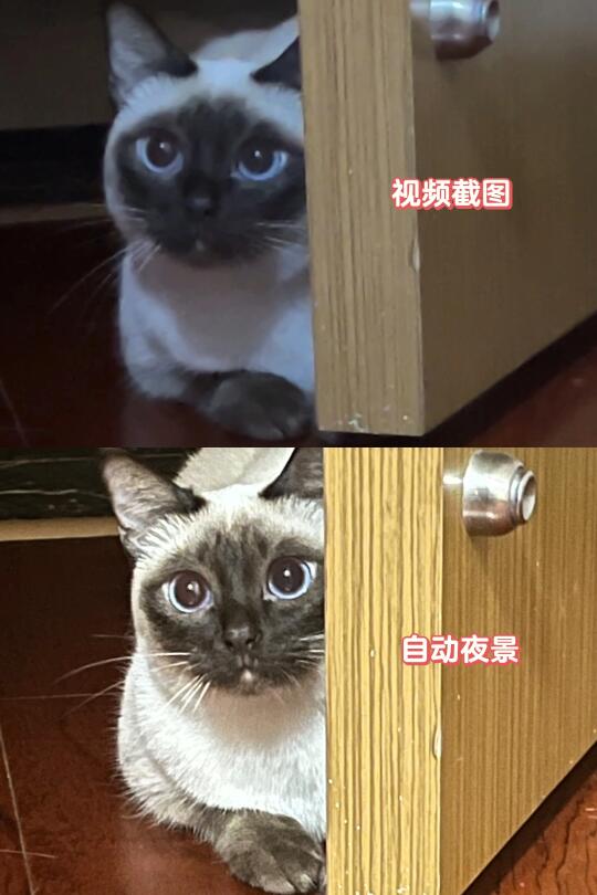 小猫或成iPhone锐化最大受害者