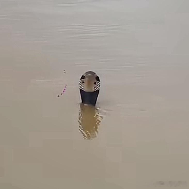 洪水致养蛇场蛇逃出有眼镜蛇广西 蛇场只看图片我都起鸡皮疙瘩，洪水已经很灾难了，现