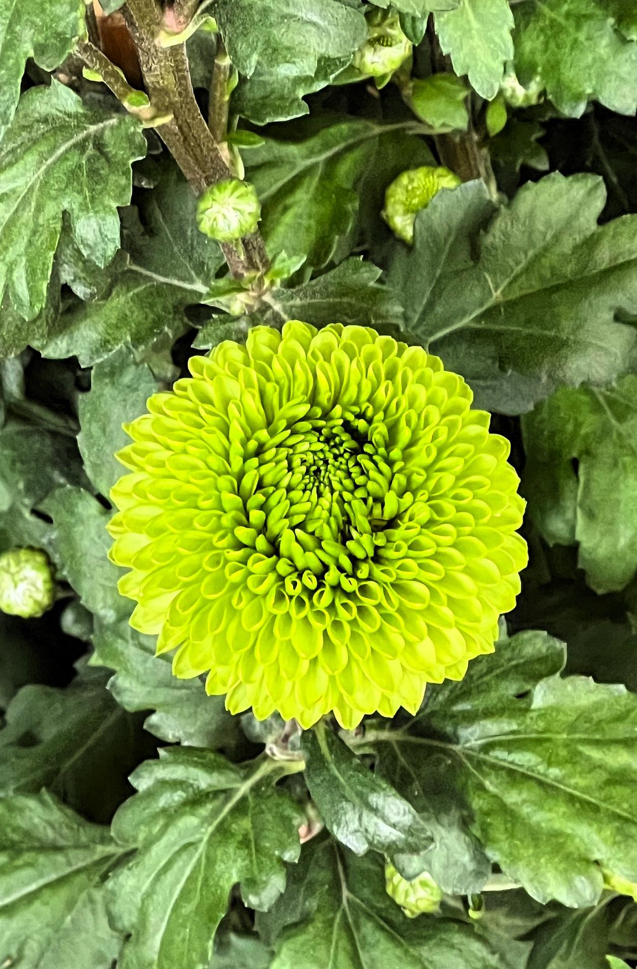 【原创】冬日赏花：清新自然的绿色菊花，绽放着生机与活力！🌸🌿