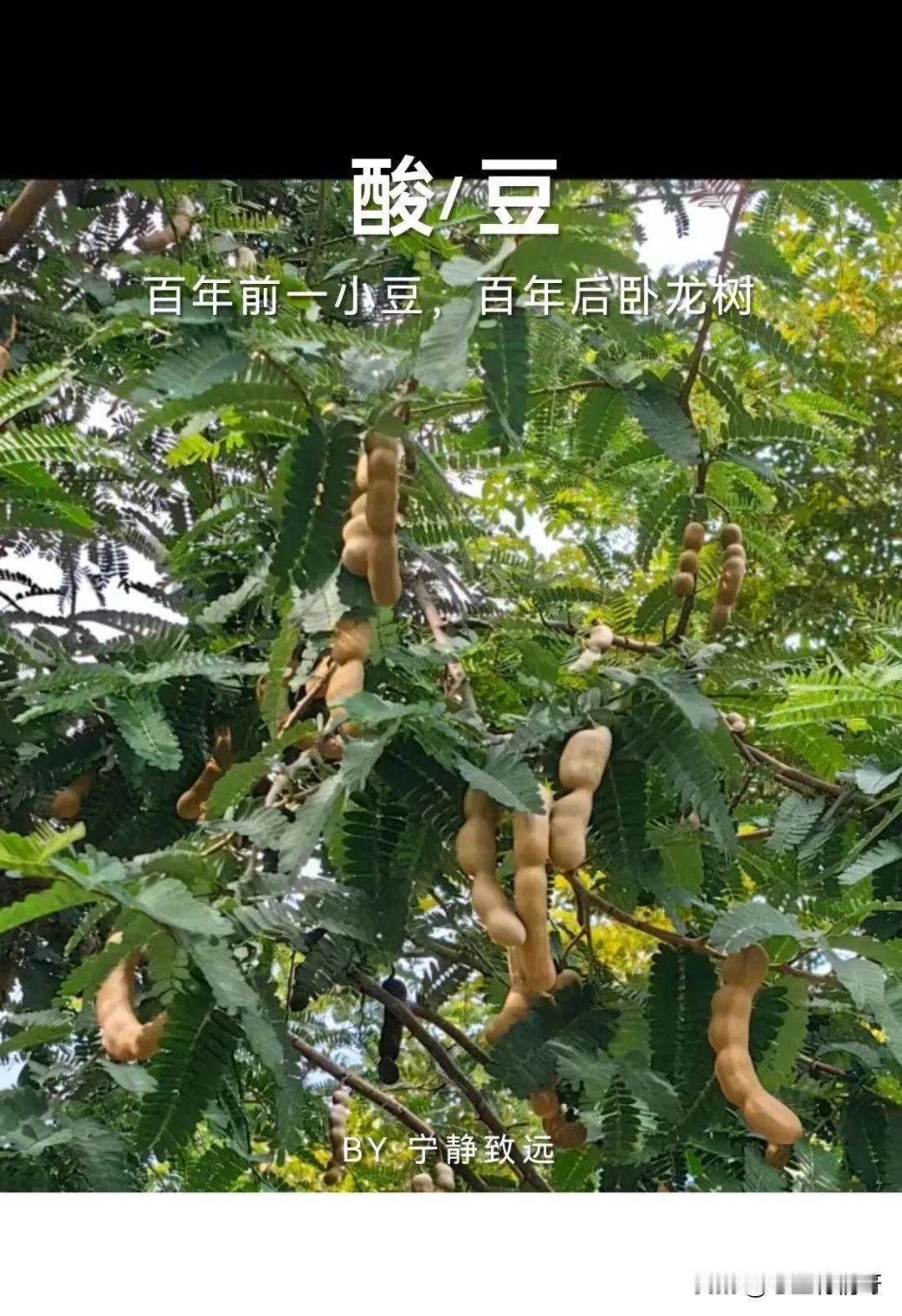 西双版纳的花，品种繁多，很多都叫不出名字，很美丽。
#旅行随手拍#