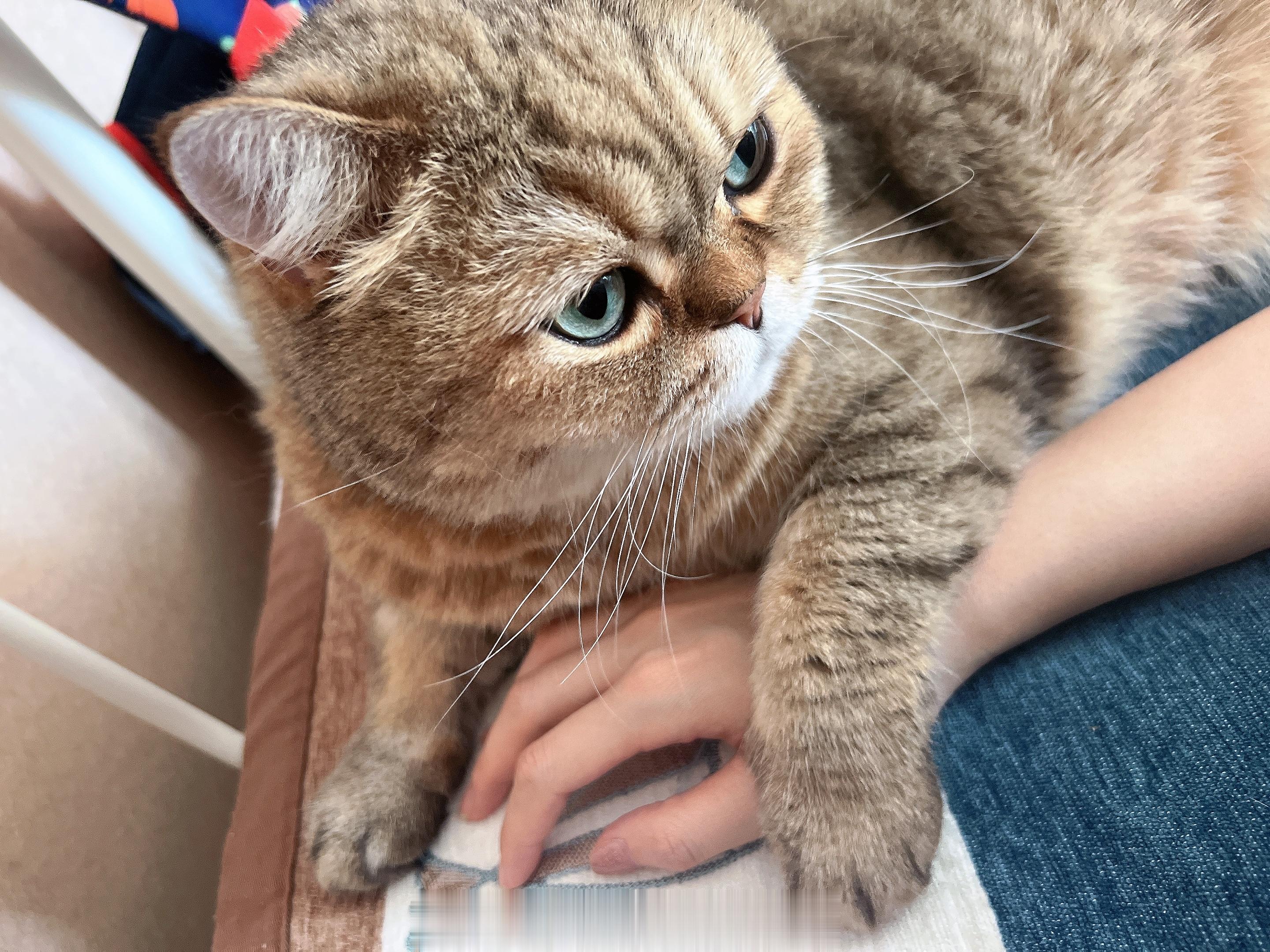 “妈，你为什么把猫掉的胡子都放在那个小盒子里呢？”猫看着我正把它掉落在沙发边的胡