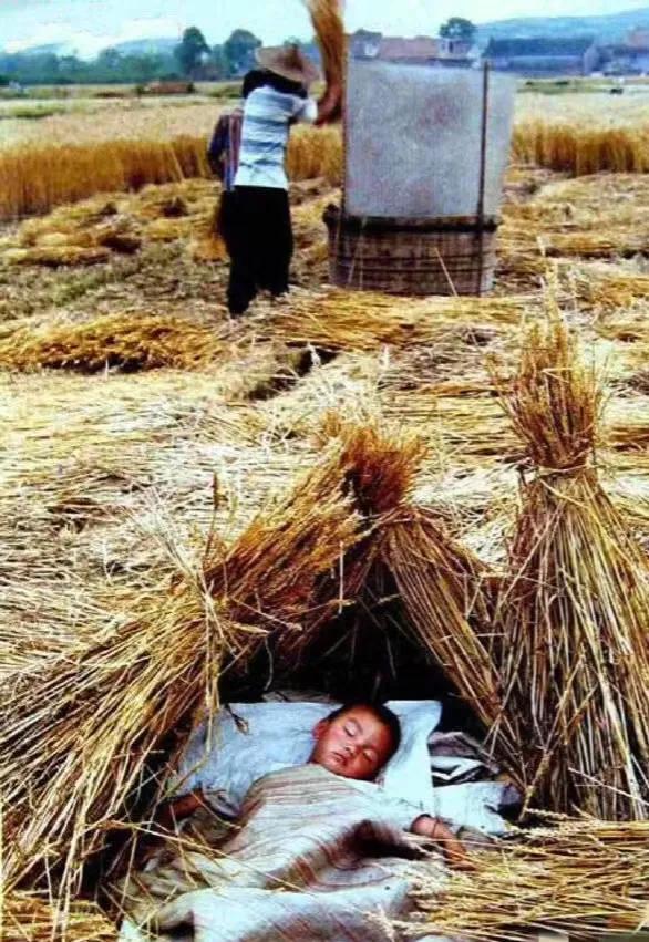 很多人说这是他们的童年?

大人们忙农活，
小孩子在田里逮青蛙捉虫子，
累了就钻