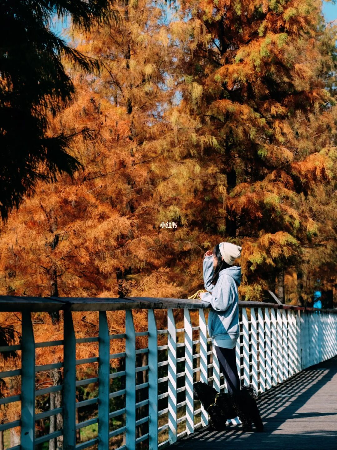 10月去看广东最早的秋天！秋景合集‼️