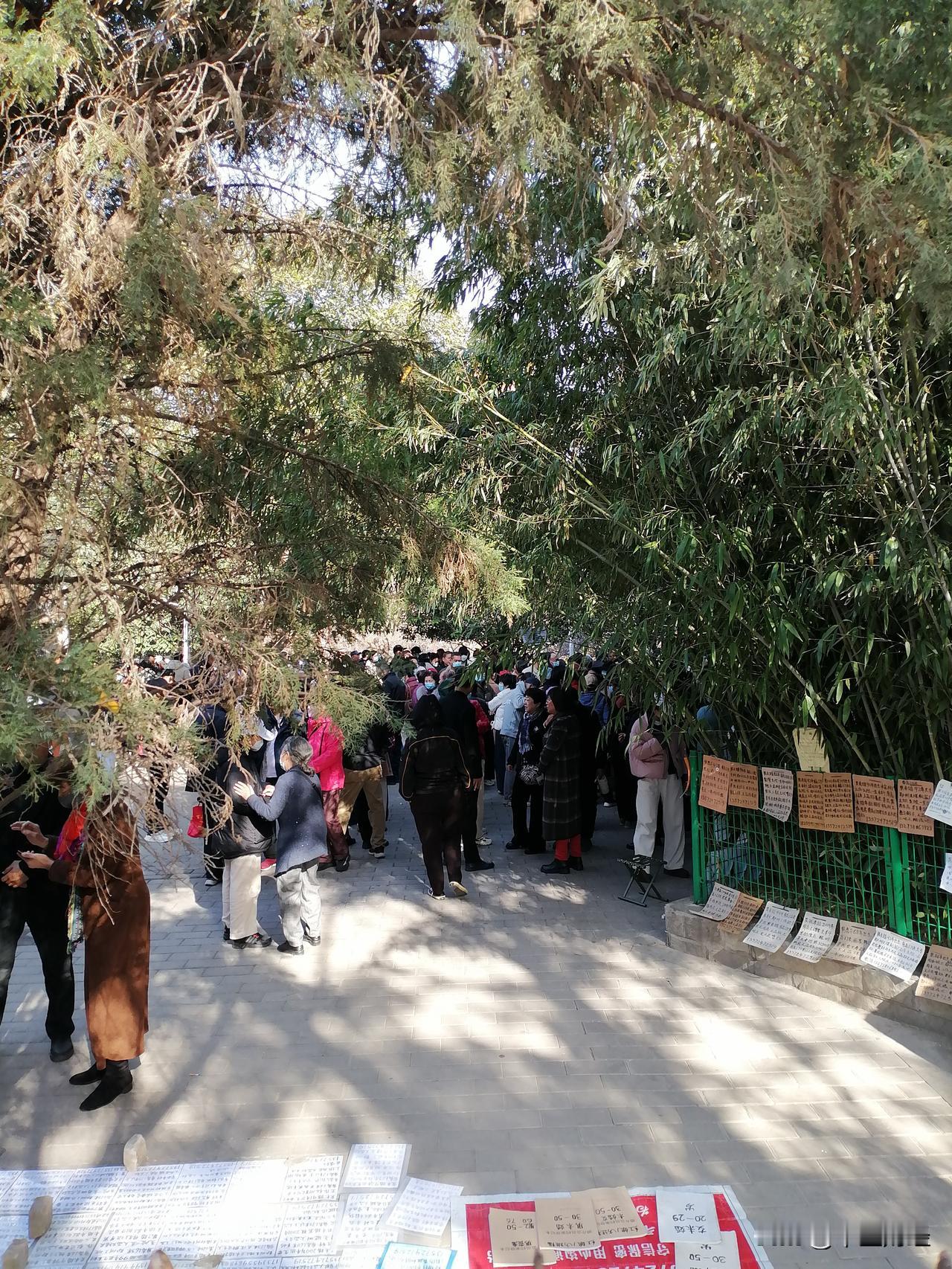 偶尔从这里经过，看到人头攒动，好不热闹。

原来这里是郑州最大的相亲角，竹林下面