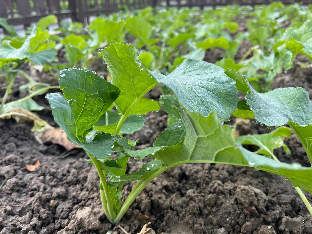 城市里的菜地，80后很多人小时候在农村还认识一些蔬菜，现在的00后10后基本是在