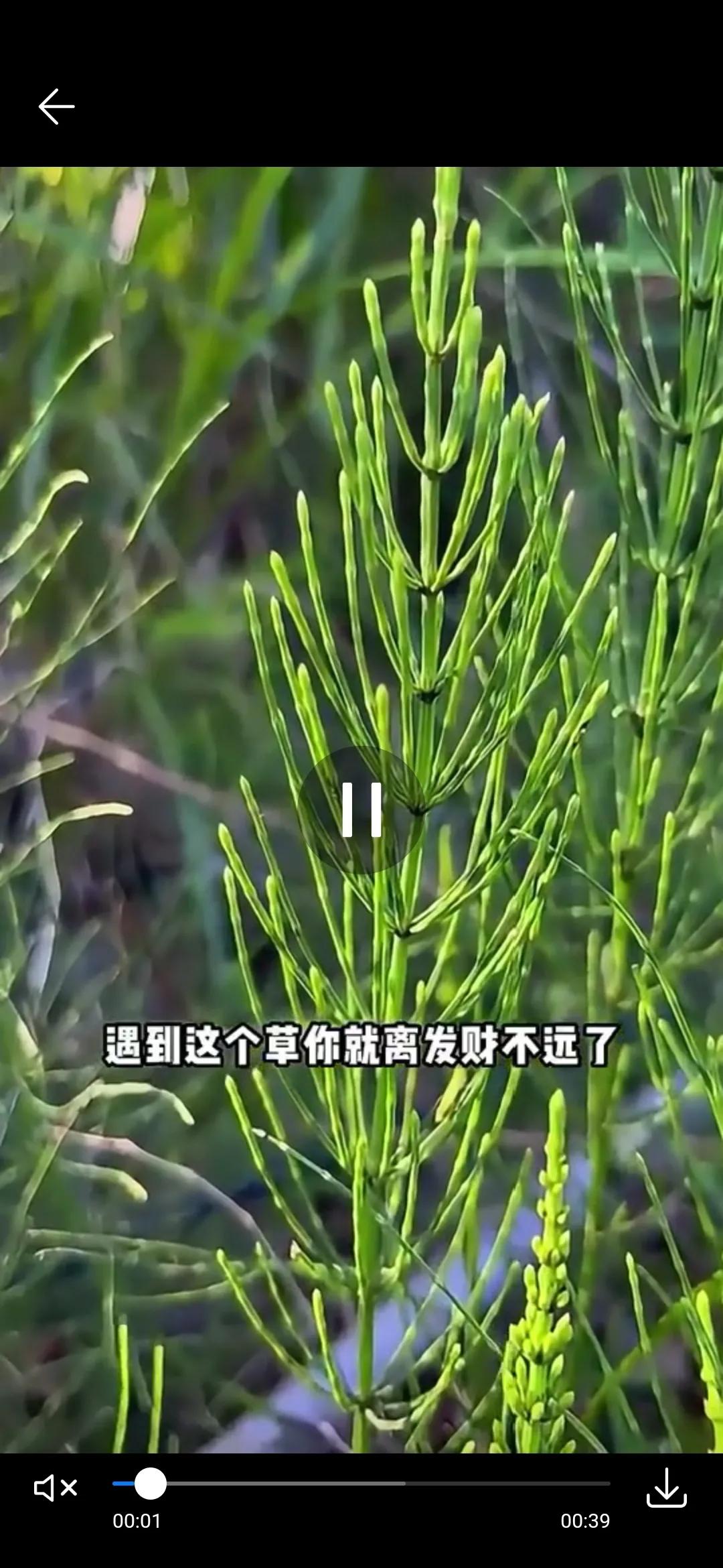 问荆草！图片这个，说是草下面有黄金！老家那边有没有，没有注意这个，看来以后还要回