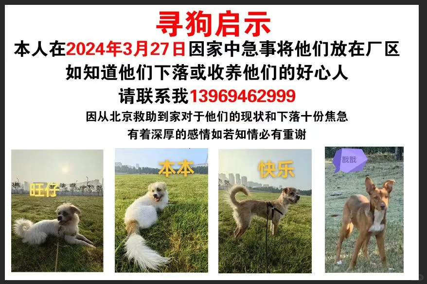 亲身经历告诉养狗人的几个道理