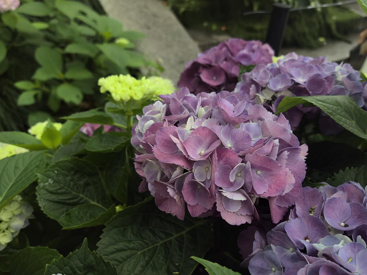 锈红绣球花