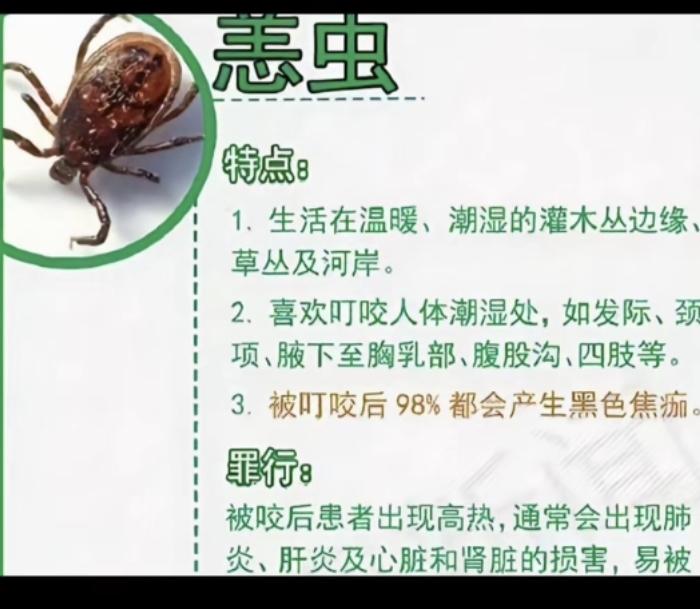 2026.5.30 星期六
警惕小小虫——恙虫！
27日，博主哈尼小微”被虫咬后