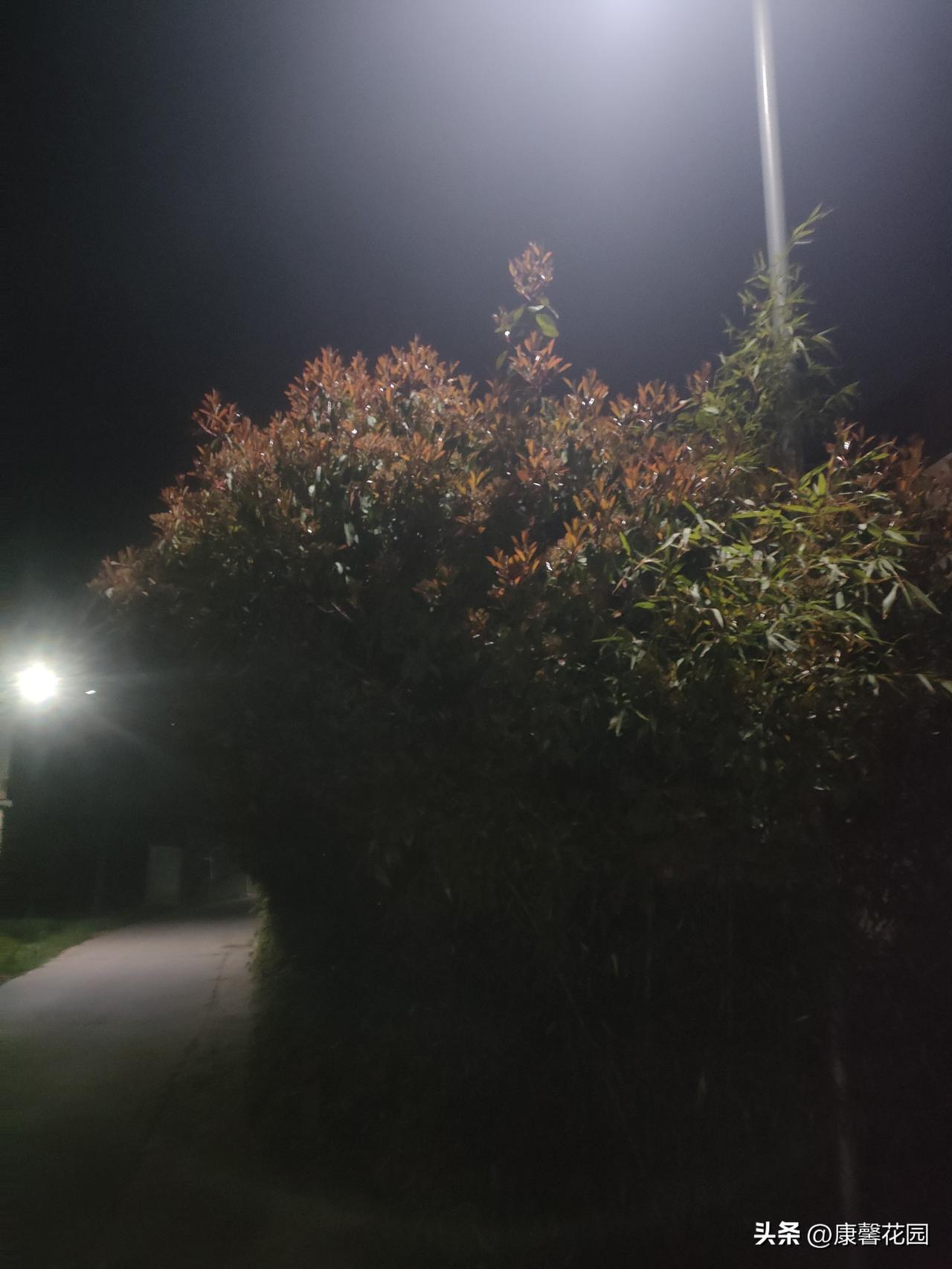 夜路偶遇“红脑袋”

晚上去散步，路过这丛灌木时被路灯照得一愣——这叶子红得跟染