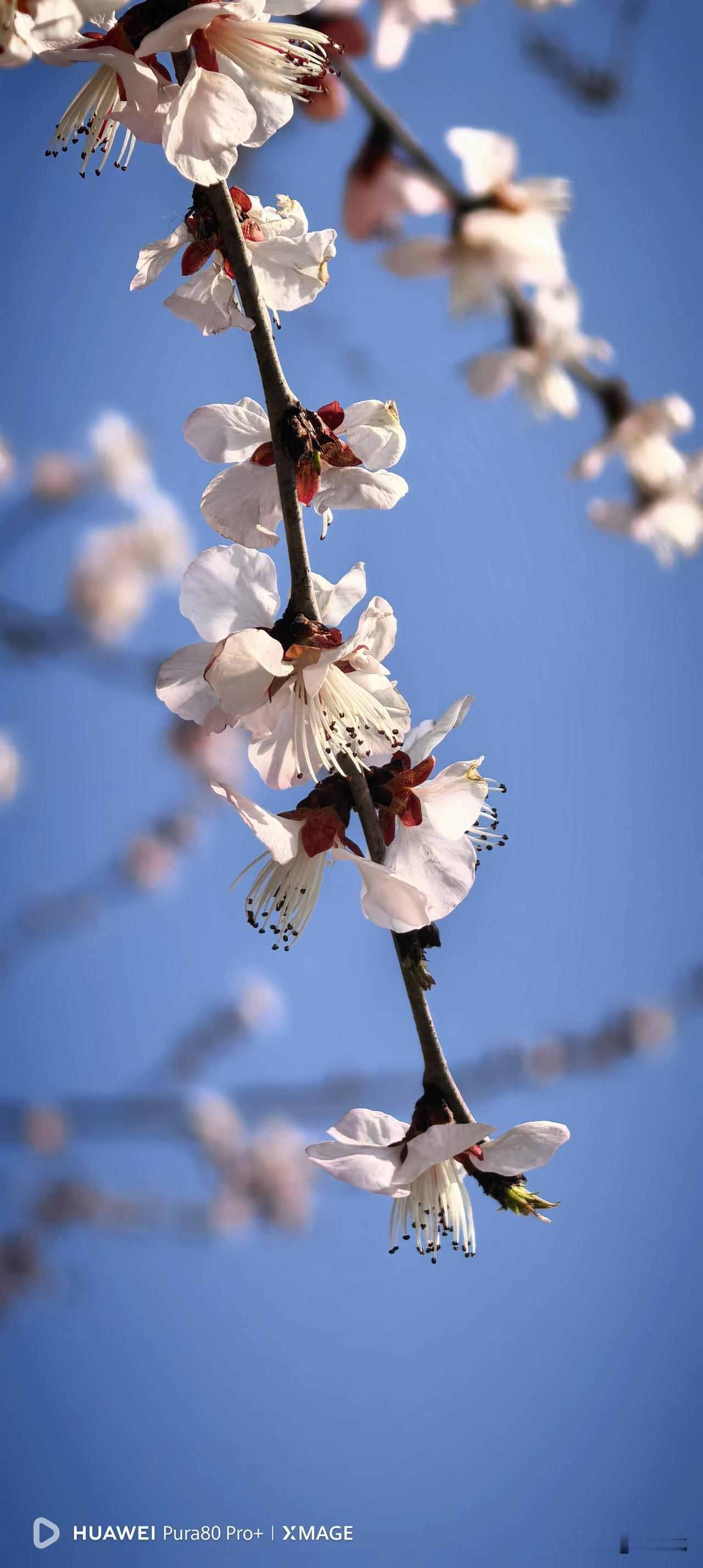 桃花酒