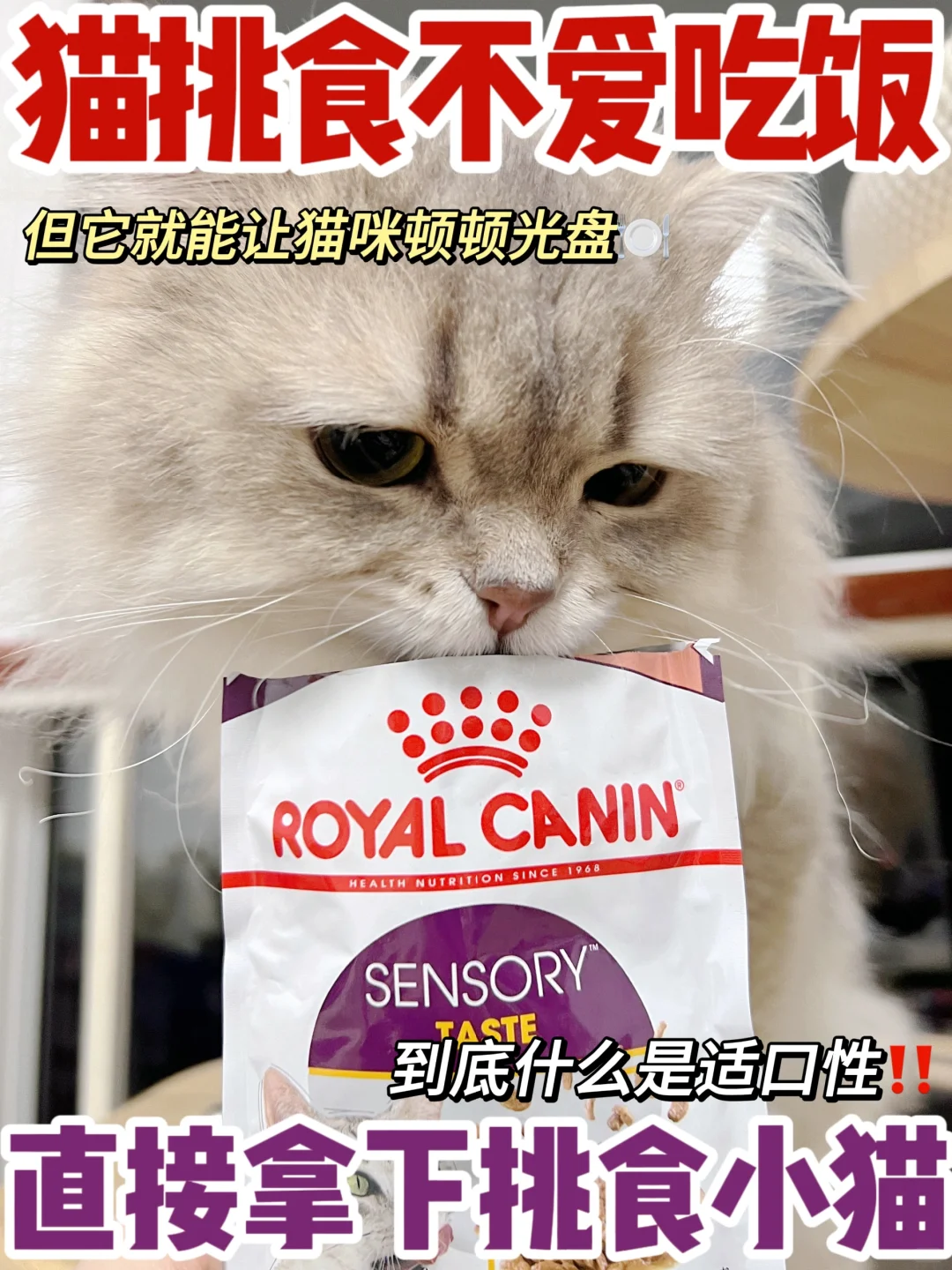 看重适口性？宠物食品的适口性到底是什么？