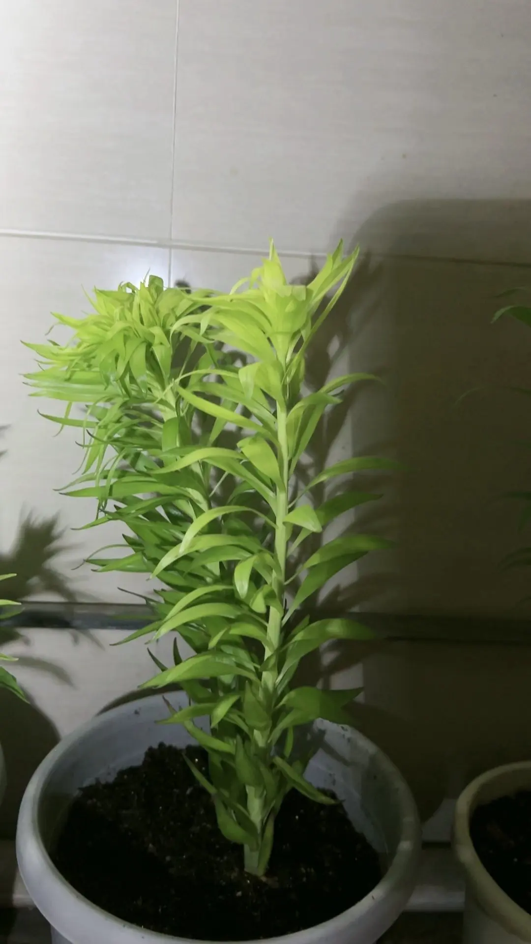 我的伊沙贝拉好像缀化了