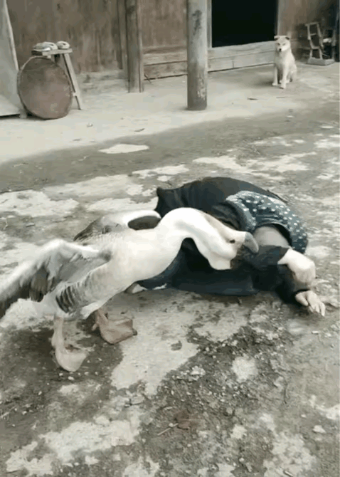 鹅看家护院比狗强，小时候我家养过鹅，通过这画面大家看看是不是啊！