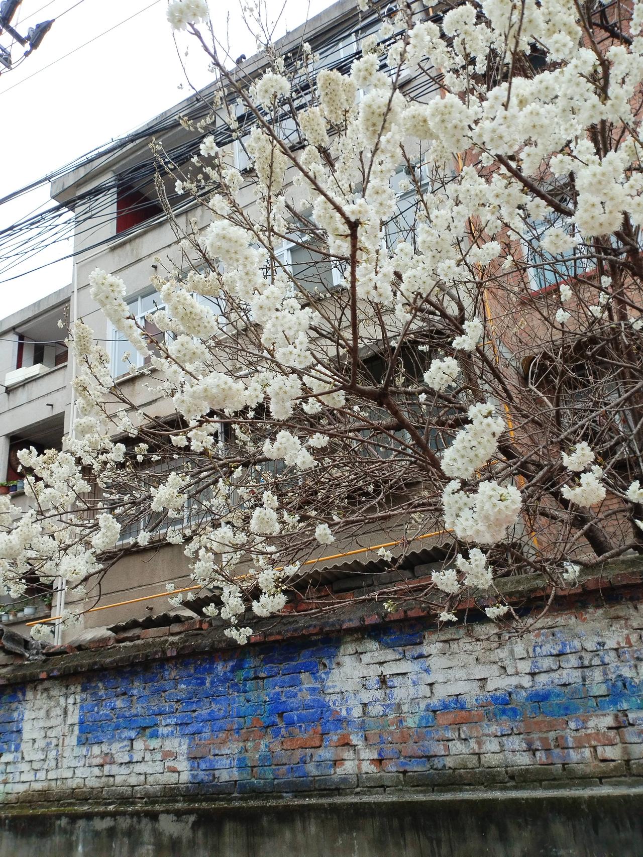 下联可以对仗且呼应上联意境，比如：

冬去山明水秀，
春来花好月圆。

或者更加