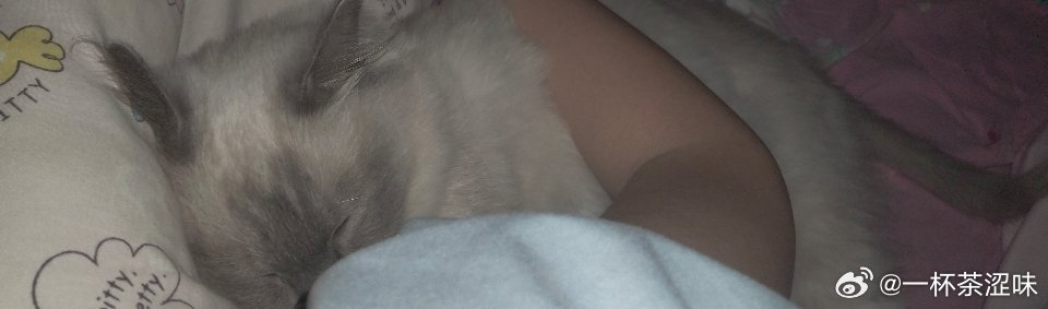 三人+一只猫一起睡觉觉！晚安！ 