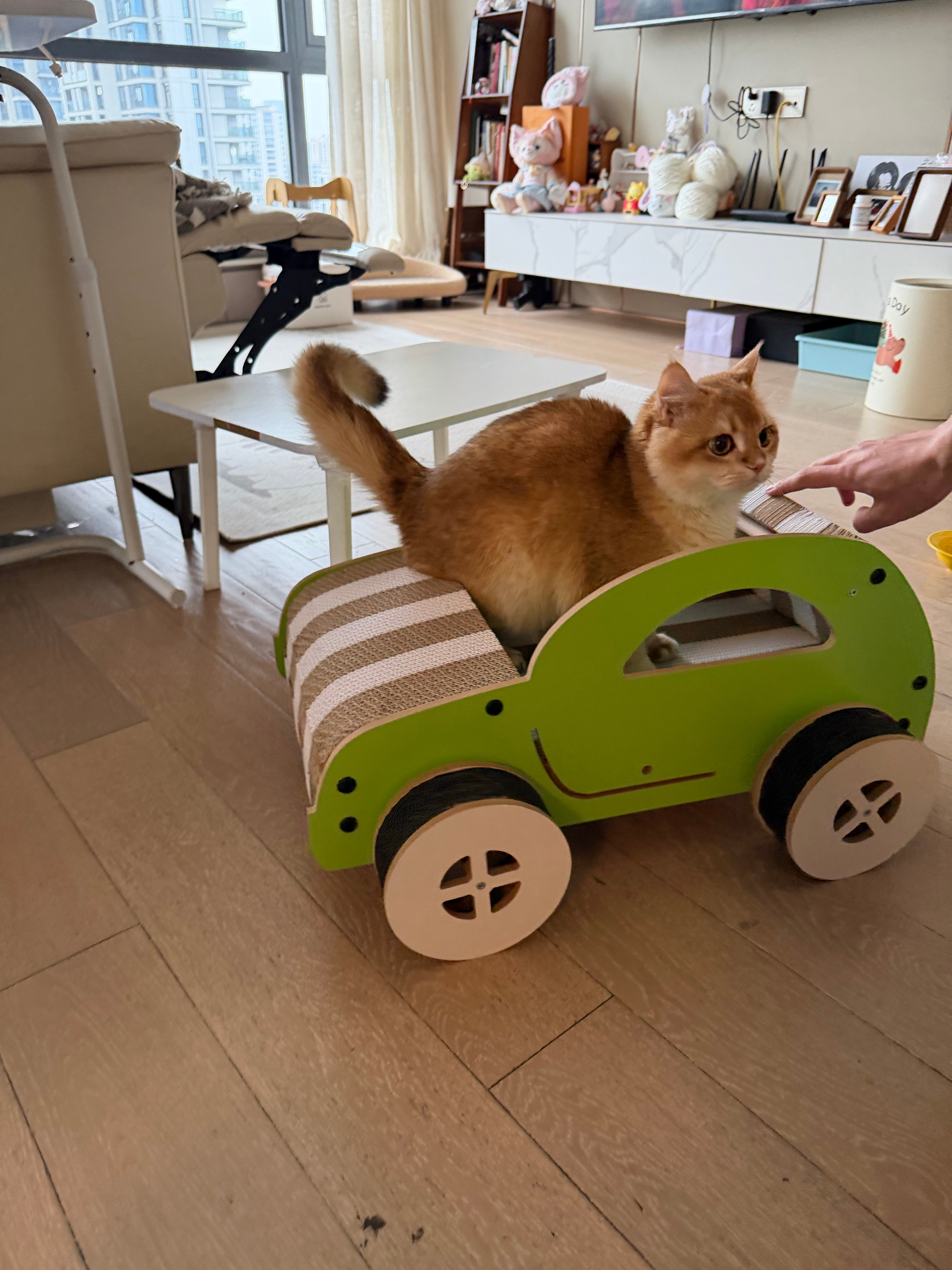 跟大家分享一下树的各种零食以及爱吃指数：猫粮：先吃的比乐（一般般爱吃），后面换了