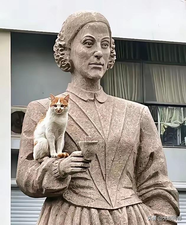 这些流浪猫所待的地方，反映了它们对人类的依恋，这些猫咪以前也许都有主人，也许都曾